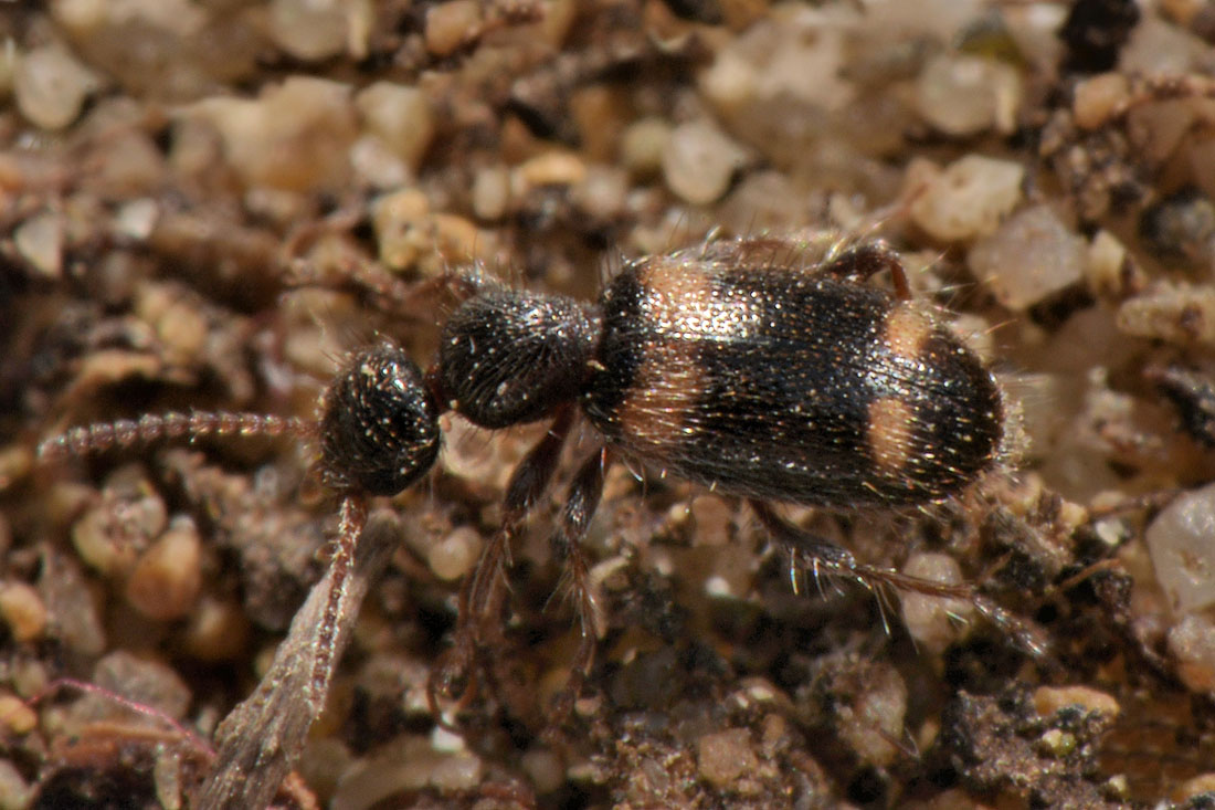 Anthicidae: Hirticomus quadriguttatus!